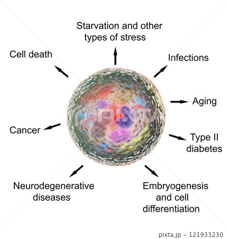 Pathological and physiological functions of autophagy 121933230