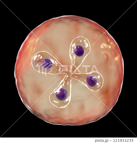 Babesia parasites inside red blood cell, the causative agent of babesiosis 121933235