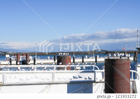 冬の琵琶湖で見られるユリカモメたち 121933272