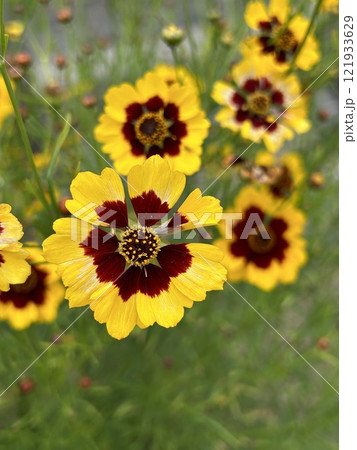 ハルシャギク 121933629