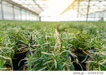 Picture of fresh green plants in a glasshouse Picture of fresh green plants in a glasshouse 121933716