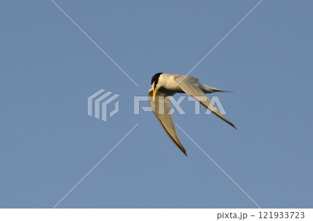 Little Tern - Sterna albifrons, Lesvos, Greece Little Tern - Sterna albifrons, Lesvos, Greece 121933723