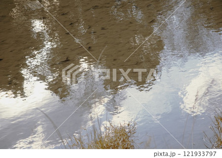 兵庫県・県立宝塚西谷の森公園水田に青空 兵庫県・県立宝塚西谷の森公園水田に青空 121933797