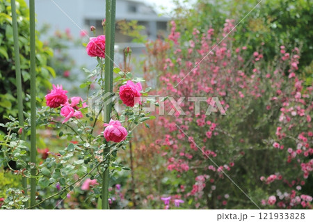 ガーデニング　バラの花、 121933828