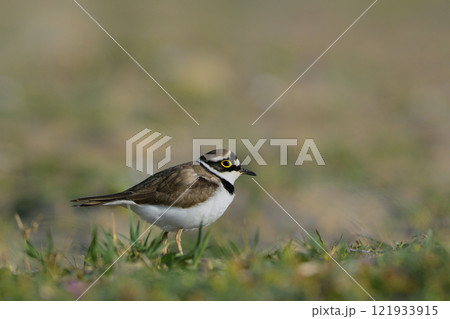 Little Ringed Plover - Charadrius dubius, Greece Little Ringed Plover - Charadrius dubius, Greece 121933915