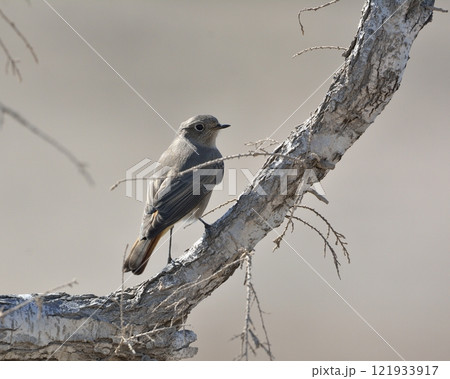 Black Redstart (Phoenicurus ochruros), Crete 121933917