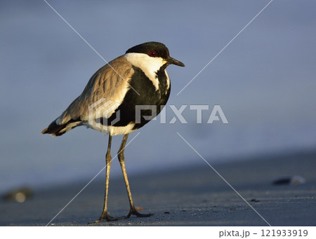 Spur-winged Lapwing or Spur-winged Plover -Vanellus spinosus, Crete  121933919