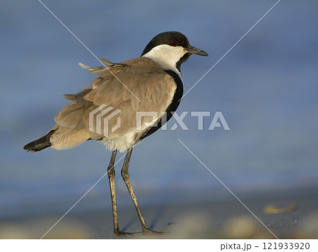 Spur-winged Lapwing or Spur-winged Plover -Vanellus spinosus, Crete  121933920