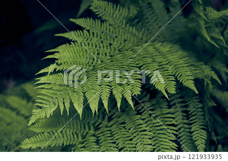 Beautiful ferns create green foliage. Natural green fern background in sunlight. With space to copy. High quality photo Beautiful ferns create green foliage. Natural green fern background in sunlight. With space to copy. High quality photo 121933935