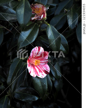開花した対岸のツバキ（紅白の絞りの入った吹上絞） 121934055