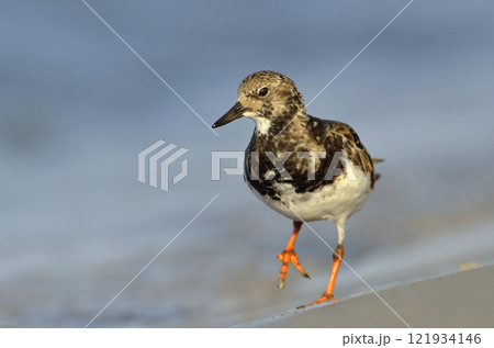 Ruddy Turnstone - Arenaria intepres, Crete Ruddy Turnstone - Arenaria intepres, Crete 121934146