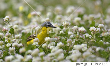 Yellow Wagtail - Motacilla flava, Greece 121934152