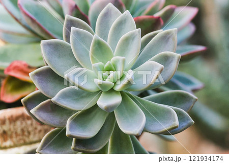 Beautiful cactus plant growing in the garden. Beautiful cactus plant growing in the garden. 121934174