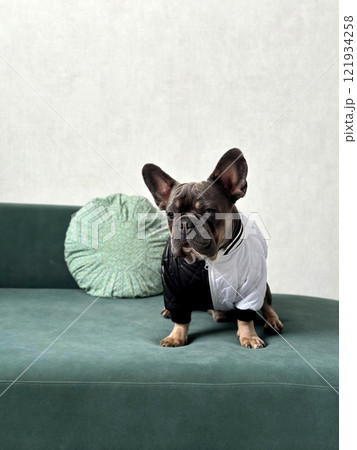 A French Bulldog dressed in a half black and half white outfit sits on a green sofa next to a round decorative pillow, looking attentive 121934258