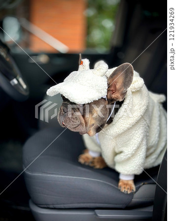 A French bulldog is dressed in a fluffy unicorn costume while sitting comfortably in the front seat of a parked car 121934269