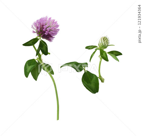 Set of pink clover flower and bud isolated Set of pink clover flower and bud isolated 121934364