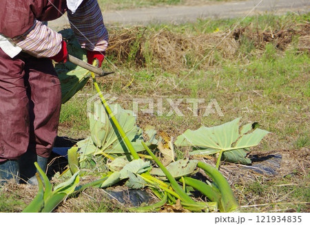 サトイモの葉柄を採り芋がらにする作業 サトイモの葉柄を採り芋がらにする作業 121934835
