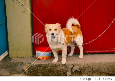 優しい目をもった犬 121934865