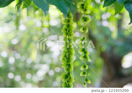 Green leaves and seeds in garden. Pterocarya fraxinifolia in park in summer. Caucasian wingnut or Caucasian walnut. Exotic tree. Green leaves and seeds in garden. Pterocarya fraxinifolia in park in summer. Caucasian wingnut or Caucasian walnut. Exotic tree. 121935200