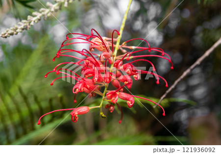 Detailed view of a Grevillea 'Robyn Gordon' flower, a stunning Proteaceae species from Queensland, Australia, basking in natural light Detailed view of a Grevillea 'Robyn Gordon' flower, a stunning Proteaceae species from Queensland, Australia, basking in natural light 121936092