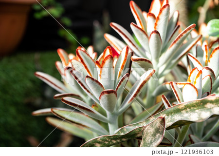 Close-up of Kalanchoe tomentosa, European clone variety, with fuzzy leaves and red-brown edges, highlighted in sunlight, surrounded by greenery Close-up of Kalanchoe tomentosa, European clone variety, with fuzzy leaves and red-brown edges, highlighted in sunlight, surrounded by greenery 121936103