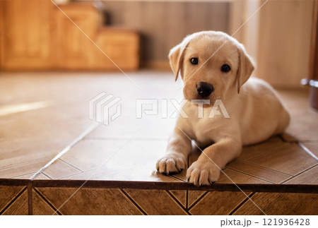 Close-up of a cute puppy on the floor of the house. A cute golden retriever dog in the room 121936428