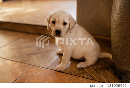 Close-up of a cute puppy on the floor of the house. A cute golden Labrador dog in the room. 121936431