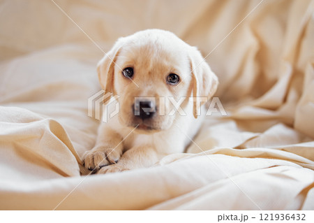 Close-up of a cute puppy on a soft cozy cream blanket. A cute Labrador dog on a beige background. Close-up of a cute puppy on a soft cozy cream blanket. A cute Labrador dog on a beige background. 121936432