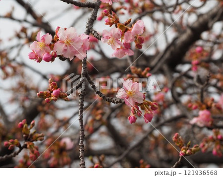 咲き始めた梅の花 121936568