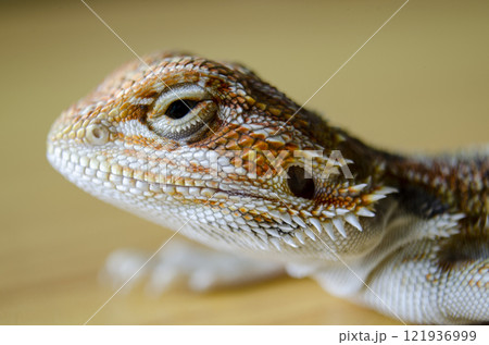 Close up of bearded dragon on wooden background Close up of bearded dragon on wooden background 121936999
