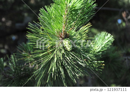 花粉症の原因になる松ぼっくり 花粉症の原因になる松ぼっくり 121937111