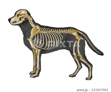 Dog skeleton on white background realistic detailed illustration. Canine skeleton with body silhouette. Dog internal anatomy structure for study Dog skeleton on white background realistic detailed illustration. Canine skeleton with body silhouette. Dog internal anatomy structure for study 121937461