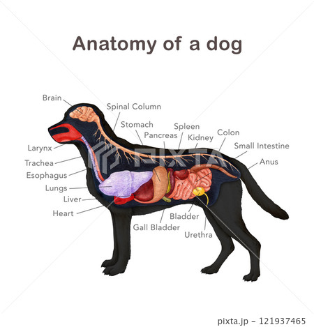 Anatomy of a dog with organ names scheme. Hand drawn detailed illustration. Canine internal organs anatomical table on white background. Dog inner anatomy for study, print, veterinary table design 121937465