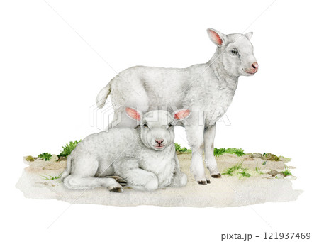 Couple of lambs on the ground vintage style illustration on white background. Hand drawn two cute baby sheep farm animal. Perfect for farm themed designs, Easter decor, countryside inspired projects Couple of lambs on the ground vintage style illustration on white background. Hand drawn two cute baby sheep farm animal. Perfect for farm themed designs, Easter decor, countryside inspired projects 121937469