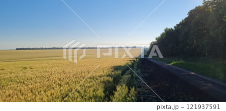 Rural landscape, nature photo, fields with wheat, background of ripening ears at sunrise, cloudy, sky background, horizon, rural meadows, country road, also, river, birch grove, Ukraine, Kharkov, prin Rural landscape, nature photo, fields with wheat, background of ripening ears at sunrise, cloudy, sky background, horizon, rural meadows, country road, also, river, birch grove, Ukraine, Kharkov, prin 121937591