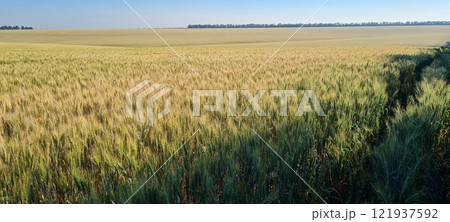 Rural landscape, nature photo, fields with wheat, background of ripening ears at sunrise, cloudy, sky background, horizon, rural meadows, country road, also, river, birch grove, Ukraine, Kharkov, prin Rural landscape, nature photo, fields with wheat, background of ripening ears at sunrise, cloudy, sky background, horizon, rural meadows, country road, also, river, birch grove, Ukraine, Kharkov, prin 121937592
