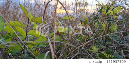 Rural landscape, nature photo, fields with wheat, background of ripening ears at sunrise, cloudy, sky background, horizon, rural meadows, country road, also, river, birch grove, Ukraine, Kharkov, prin 121937599