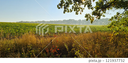 Rural landscape, nature photo, fields with wheat, background of ripening ears at sunrise, cloudy, sky background, horizon, rural meadows, country road, also, river, birch grove, Ukraine, Kharkov, prin 121937732
