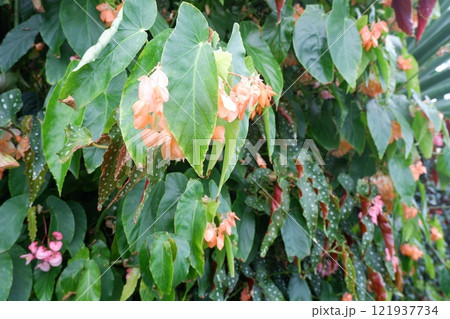 木立性ベゴニア 木立性ベゴニア 121937734