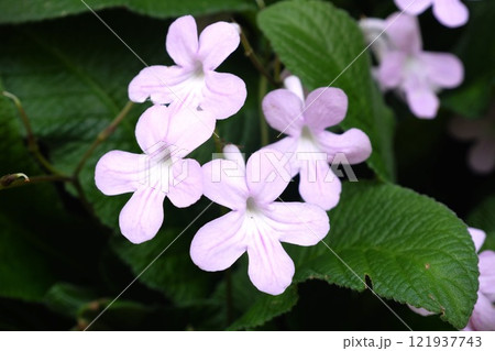 ぴんくのお花 ぴんくのお花 121937743