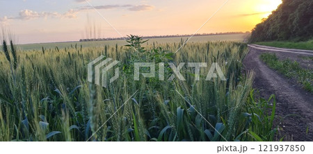 Rural landscape, nature photo, fields with wheat, background of ripening ears at sunrise, cloudy, sky background, horizon, rural meadows, country road, also, river, birch grove, Ukraine, Kharkov, prin 121937850