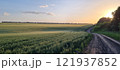 Rural landscape, nature photo, fields with wheat, background of ripening ears at sunrise, cloudy, sky background, horizon, rural meadows, country road, also, river, birch grove, Ukraine, Kharkov, prin 121937852
