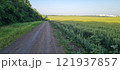 Rural landscape, nature photo, fields with wheat, background of ripening ears at sunrise, cloudy, sky background, horizon, rural meadows, country road, also, river, birch grove, Ukraine, Kharkov, prin 121937857