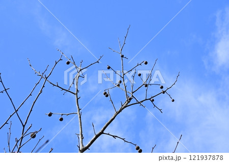 ハンカチノキ(ミズキ科ダビディア)冬の実 ハンカチノキ(ミズキ科ダビディア)冬の実 121937878