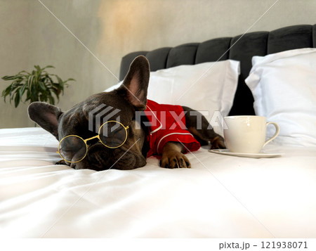 A French bulldog in red attire peacefully sleeps on a bed with a cup placed beside it in a stylish room A French bulldog in red attire peacefully sleeps on a bed with a cup placed beside it in a stylish room 121938071