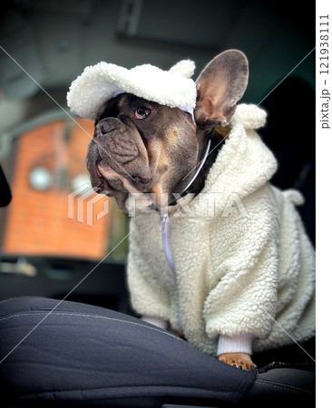 A stylish French Bulldog dressed in a fluffy white outfit and hat sits calmly on a car seat, enjoying a quiet moment 121938111