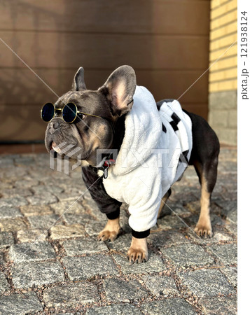 A fashionable french bulldog stands on a cobblestone path, sporting sunglasses and a cozy hoodie, enjoying the pleasant weather A fashionable french bulldog stands on a cobblestone path, sporting sunglasses and a cozy hoodie, enjoying the pleasant weather 121938124