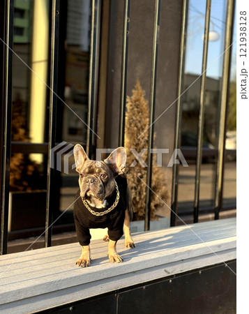 A small dog in a black sweater poses outside an urban building, basking in the sun and enjoying the lively atmosphere A small dog in a black sweater poses outside an urban building, basking in the sun and enjoying the lively atmosphere 121938128