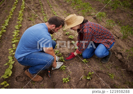 Sustainable farming couple planting, growing and gardening vegetable crops or plants in soil, dirt or farm land. Countryside lifestyle, agriculture or rural living farmer people working together Sustainable farming couple planting, growing and gardening vegetable crops or plants in soil, dirt or farm land. Countryside lifestyle, agriculture or rural living farmer people working together 121938288