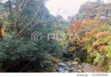 天城旧下田街道の秋 121938447